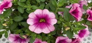 ���������� Neo Frozen Berry