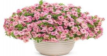 ���������� Superbells Double Orchid