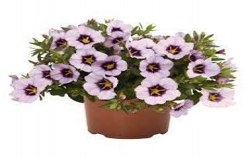 ���������� Bloomtastic Lavander Quarz