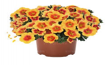 ���������� Bloomtastic Honeycumb