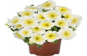 ���������� Bloomtastic Sunshine