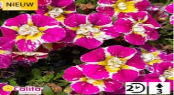 ���������� Calita Double Raspberry Icecream