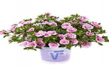 ���������� Calita Double Pink