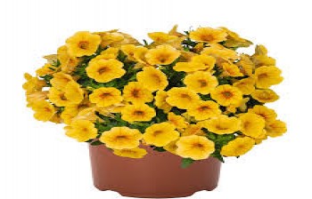 ���������� Aloha Kona Honeyclomb