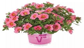 ���������� Calita Compackt Peach