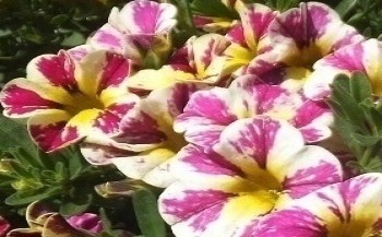 ���������� Calita Compackt Vanila Rose Star