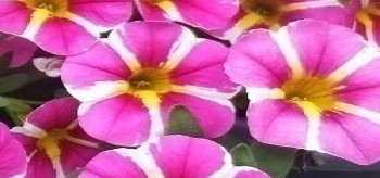 ���������� Calipetite Pink Star