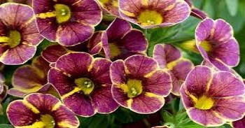 ���������� Calitastic Marooned