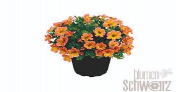 ���������� Superbells Honey Peach