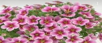 ���������� Rave Pink Barbados