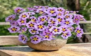 ���������� Rave Violet