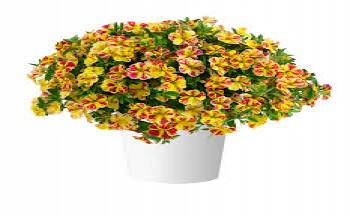 ���������� Lia Abstract Lemon Cherry