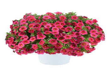 ���������� Lia Cranberry