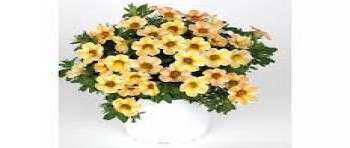 ���������� Caliloco Caramel