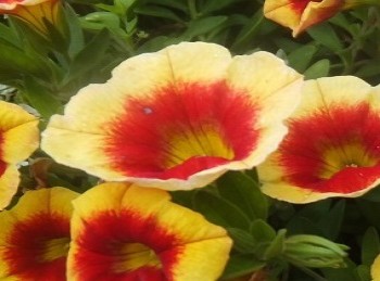 ���������� Eyecatcher Sunspot