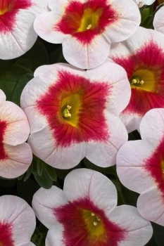 ���������� Eyecatcher White