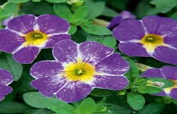 ���������� Moving Blue