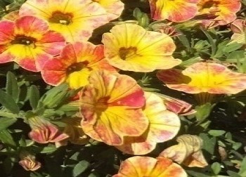���������� Moving Yellow Red Pink