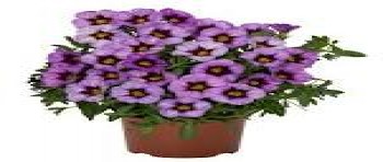 ���������� Rainbow Blue