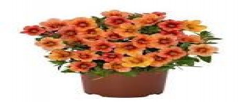 ���������� Rainbow Yellow