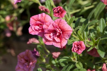 ���������� Sweet Bells Double Coral