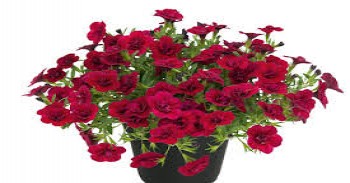 ���������� Unique Double Velvet Red