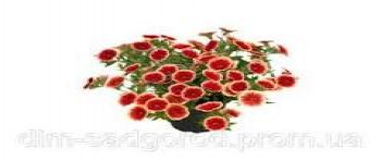 ���������� Unique Sangria Picotee