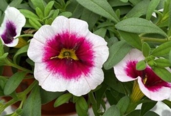 ���������� Fresh&Fruity Panna Cotta