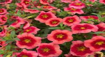 ���������� Fresh&Fruity Smoothie