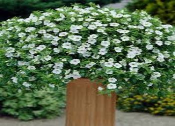 ���������� Million Bells Trailing Ice