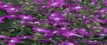 ������� Rift Purple