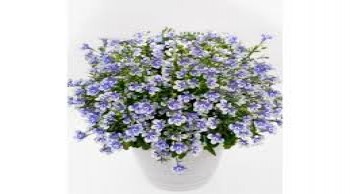 ������� Blue Delf