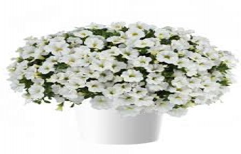 ���������� Colibri Pure White