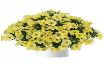 ���������� Colibri Lemon