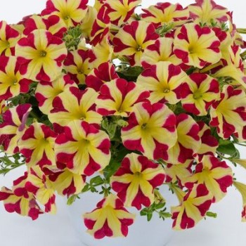 ������� Surfinia Star Yellow