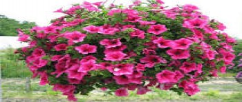 ������� Surfinia Classic Hot Pink