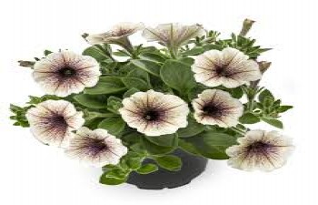 ������� Tea Tiramisu