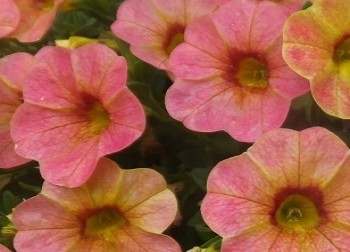 ���������� Ombre Bahama