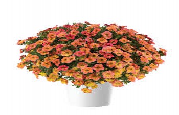 ���������� Ombre Sunrise