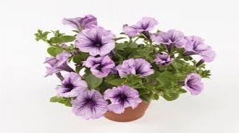 ������� Tea Purple Vein