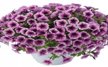 ������� Littletunia Pink Splash