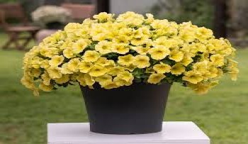 ������� Capella Hello Sunshine