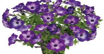 ������� Vista Blue Moon