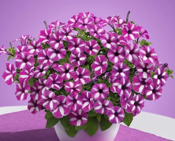 ������� Vista Raspberry Star