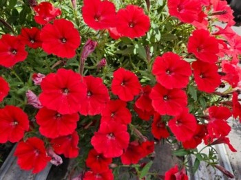 ������� Vista Strawberry