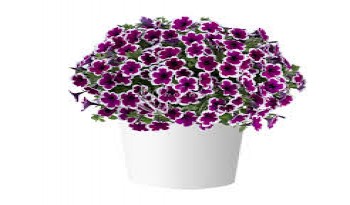 ������� Capella Rim Raspberry