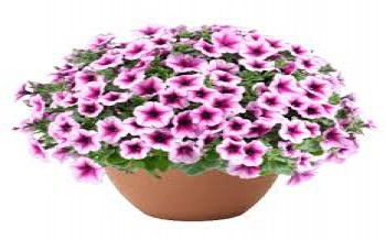 ������� Capella Berry Lace