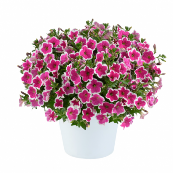 ������� Capella Rim Fuchsia