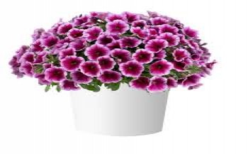 ������� Capella Fuchsia Lace