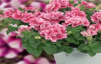 ������� Compact Pink Red Veins